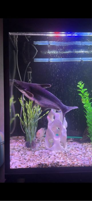 Продам сом: Пангасиус и Птеригоплихт