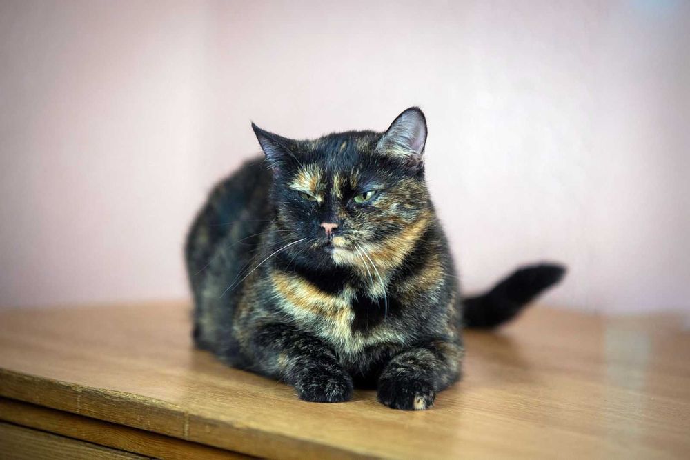 Ласковая кошечка ищет семью