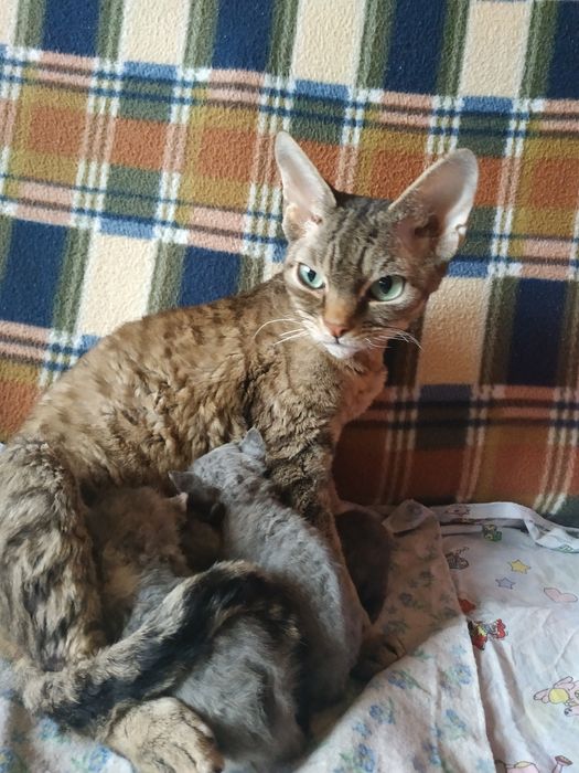 Девон Рекс кошка не стерелизована