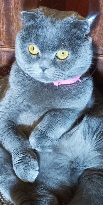 Шотландська веслоуха киця шукає котика