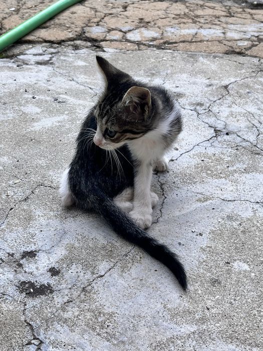 Gatinhos para dar 3 meses