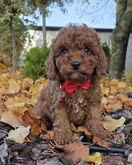 Cavapoo Samczyk F1B