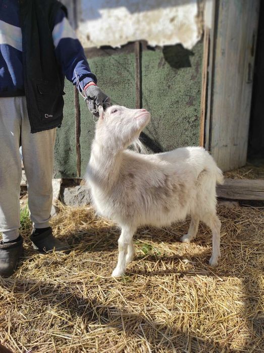 Продається коза ламанча 1,5 роки