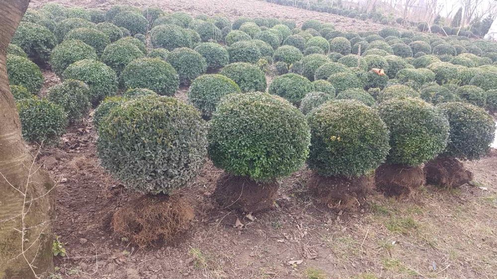 Самшит вічно зелений