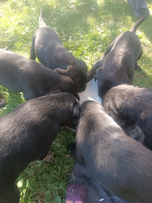 Małolaty mieszańcy Labradora