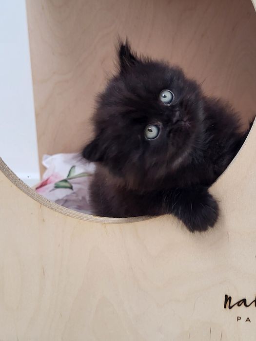 Czarny kocurek Scottish Straight