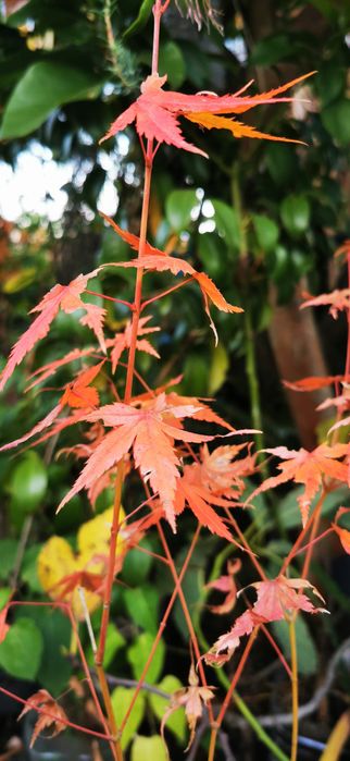 Acer- planta de jardim