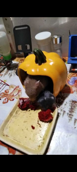 Хомячки пушистие