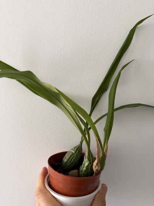 Orquideas Coelogyne Cristata