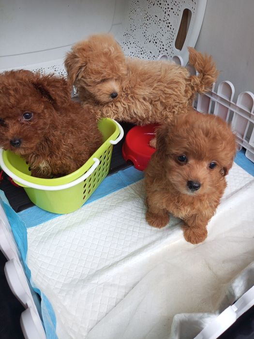 Два + міс.МальтіпуF1 дівчатка