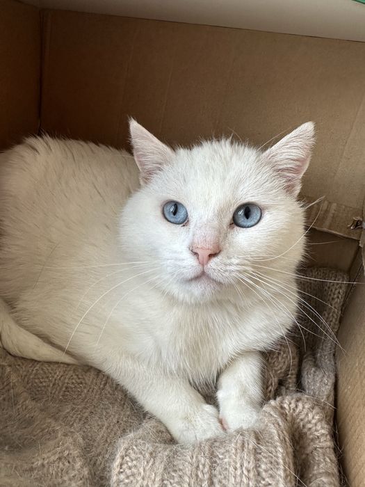 Котик в добрі руки