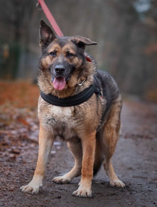 Dostojny pies w typie owczarka szuka domu