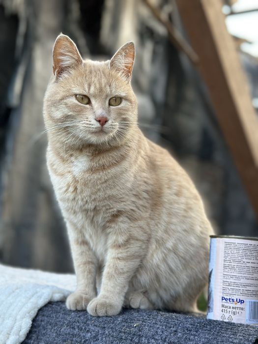 Віддам молоду Кішечку в добрі руки. І кота Британця.