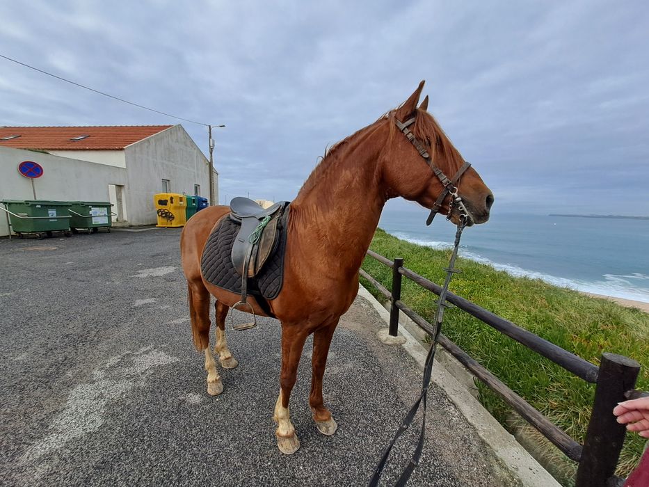 Vendo cavalo inteiro
