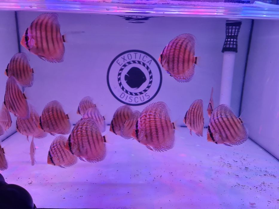 Paletki Dyskowce Brillant Turkus Piwowarski