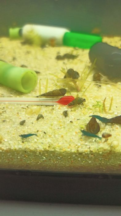 Camarões azuis Neocaridinas Blue Dream