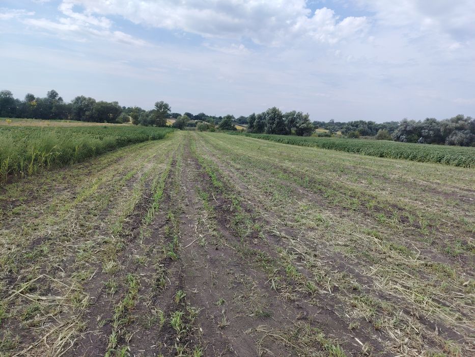 продам сіно, люцерну, суданку в тюках
