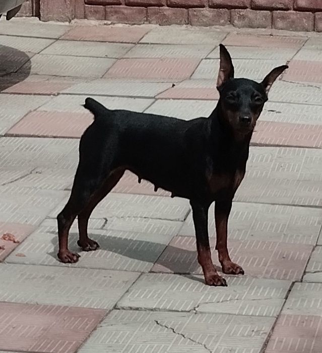 Щенки цвергпинчера