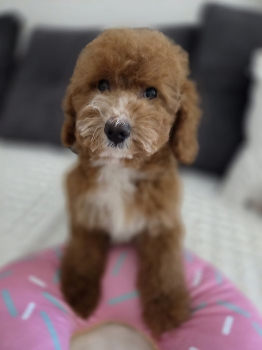 Pudel miniaturka/sredni chłopczyk