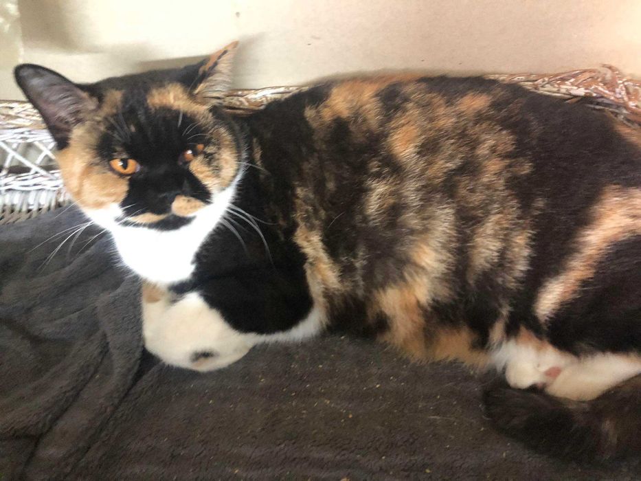 kotka brytyjska do hodowli rodowód FPL