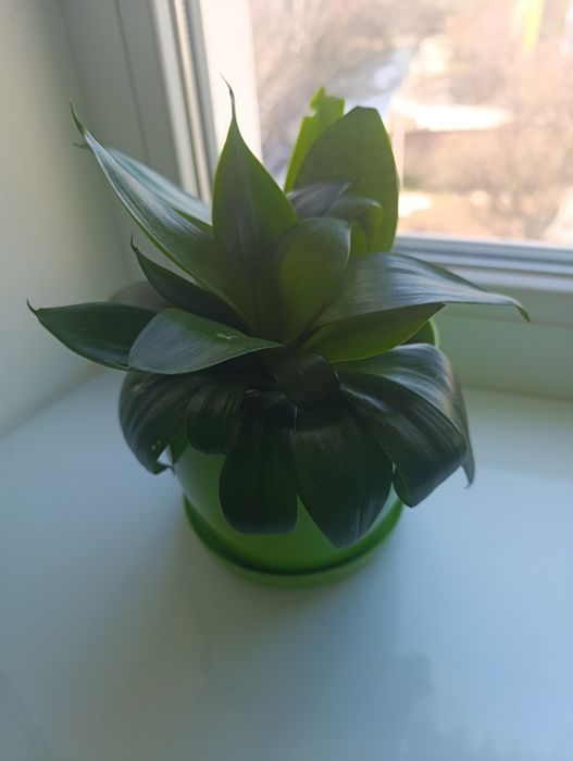 Продам кімнатні квіти