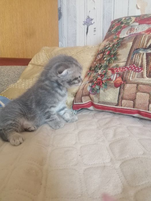 Скоттиш фолд, скоттиш фолд вязка