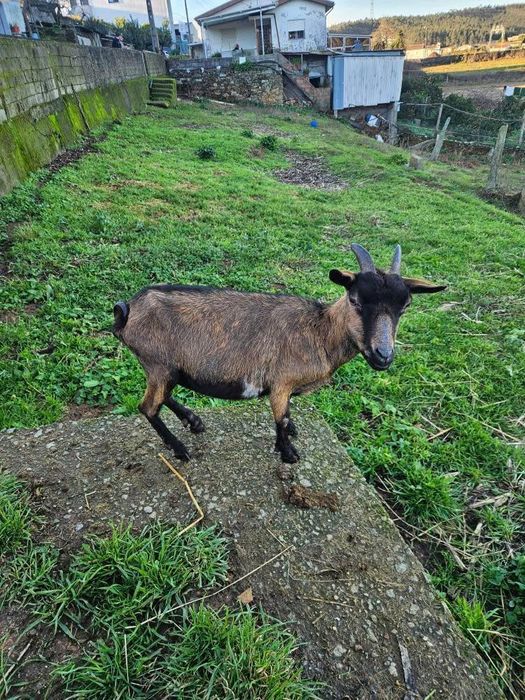 Cabra anã  3 anos