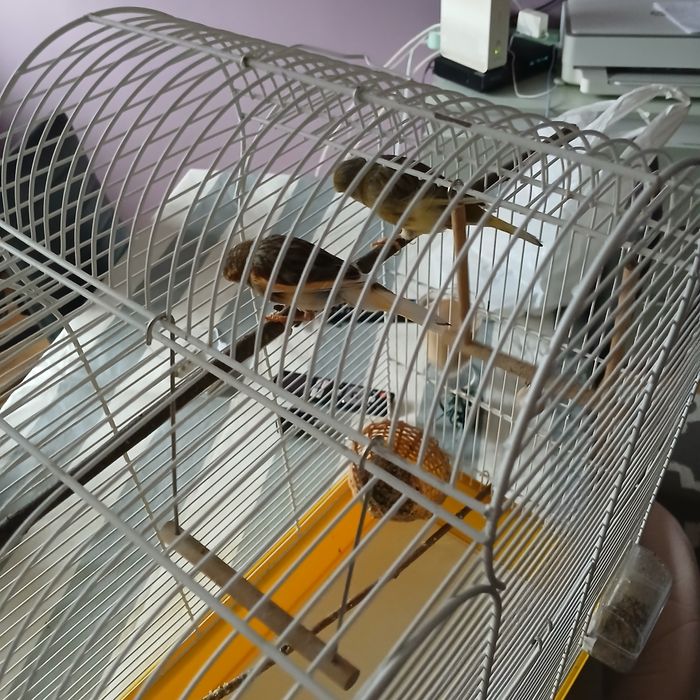 Sprzedam parke kanarkow