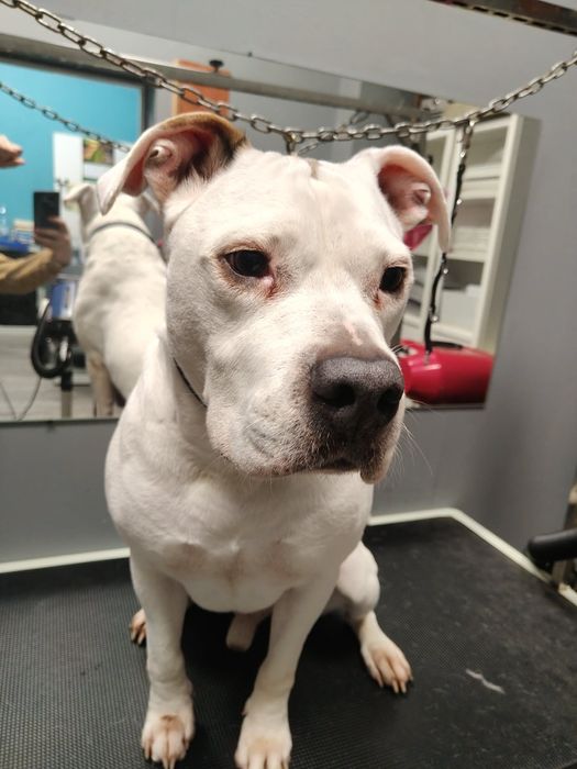 Groomer | Psi fryzjer | Strzyżenie | Pielęgnacja