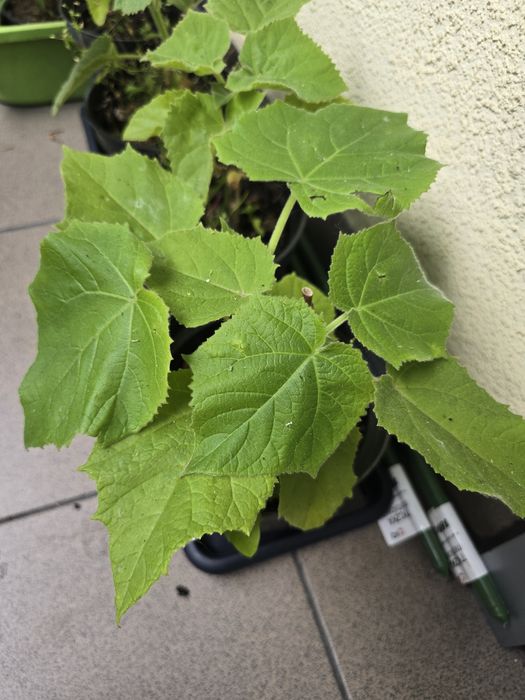 Drzewa tlenowe paulownia już zimowała