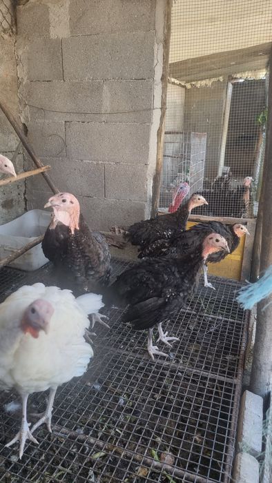 Perús Selvagens de várias cores