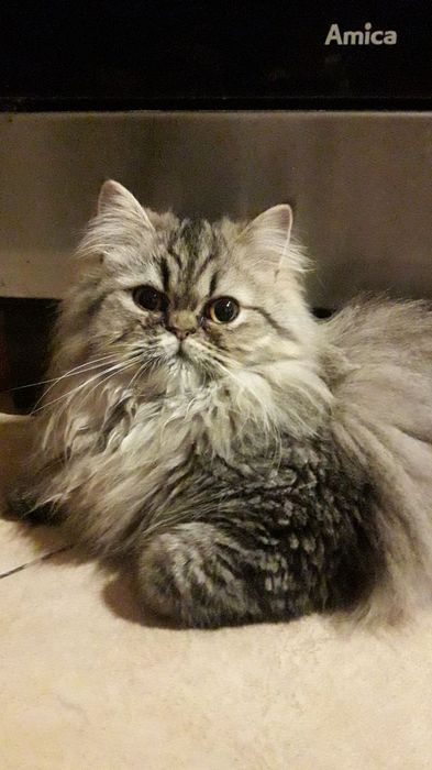 Kotka egzotyczna, krótkowlosy pers