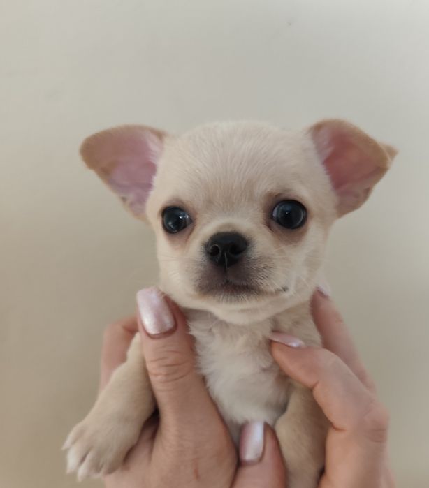 Цуценята чіхуахуа , професійний розплідник КСУ