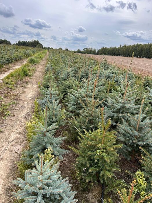 Świerk w doniczkach różne wysokość producent