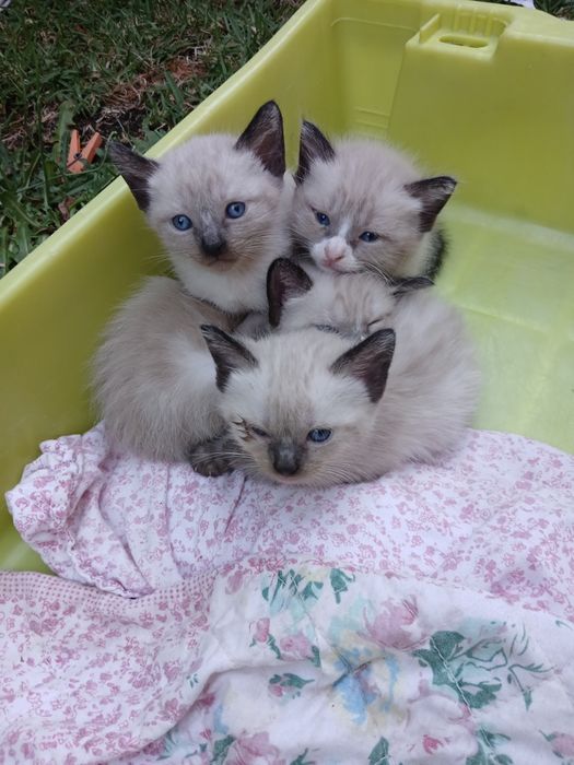 Dou 1 gatinho e 3 gatinhas siameses com 1 mês e meio