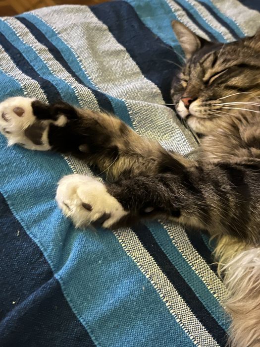 Pet sitting & Home care Lisboa/Telheiras