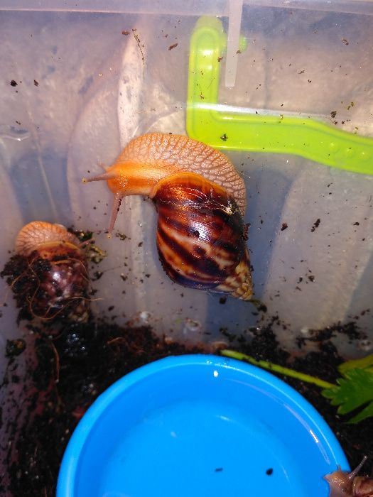 улитки ахатины, 40гр