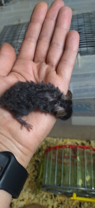 Тексель - кудряві, атласні - сатинові малюки мишки, миші, мишенята