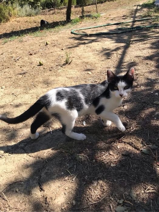 Gatinho para doar