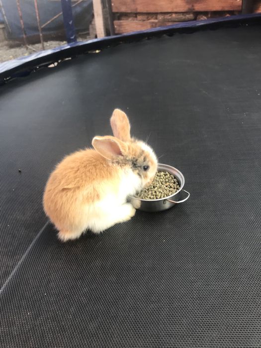 Продам прибуткову ферму декоративних кроликів з ринком збуту