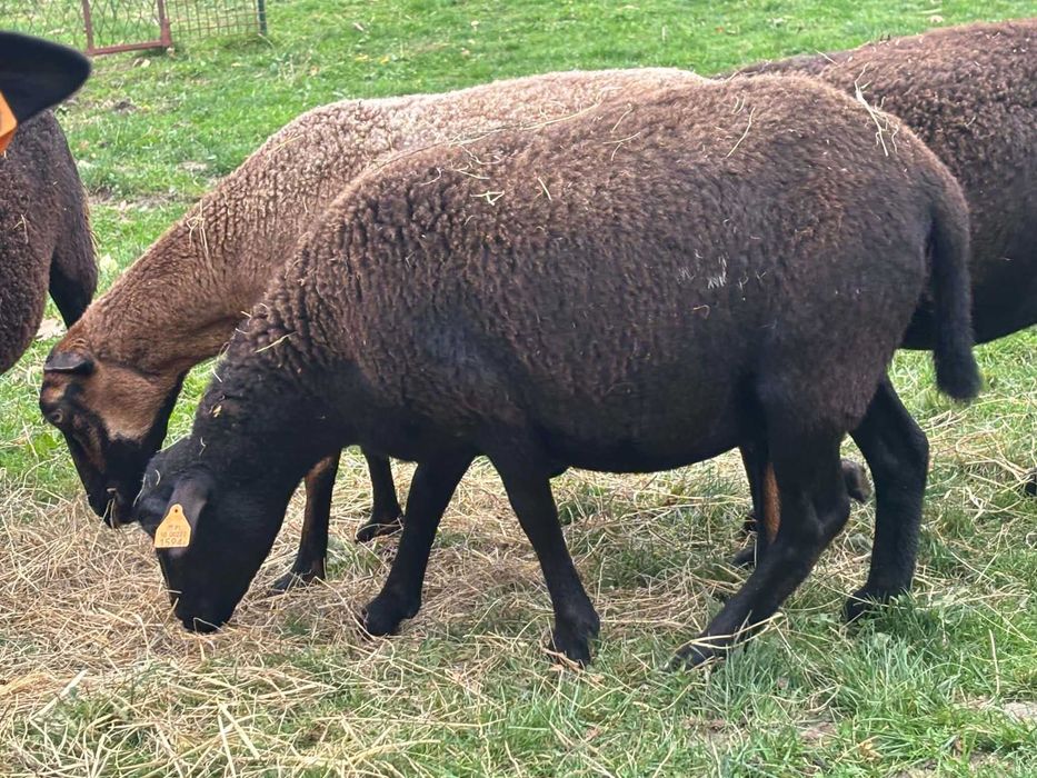 Owca kotna Dorper 75%