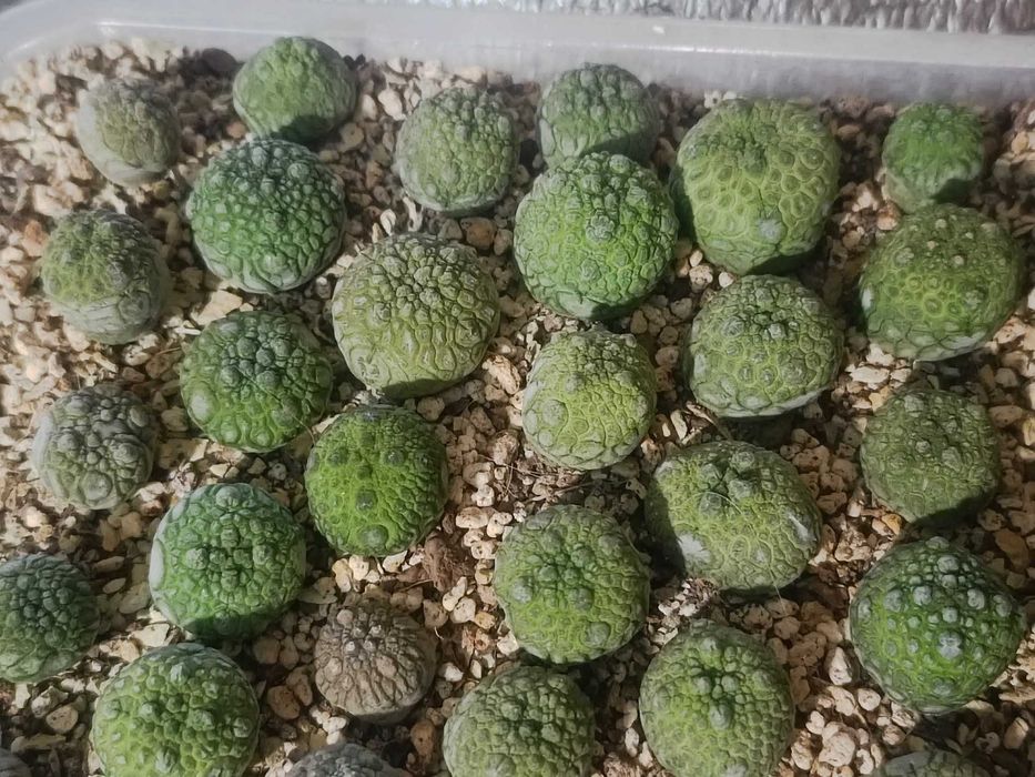 Кактуси і насіння