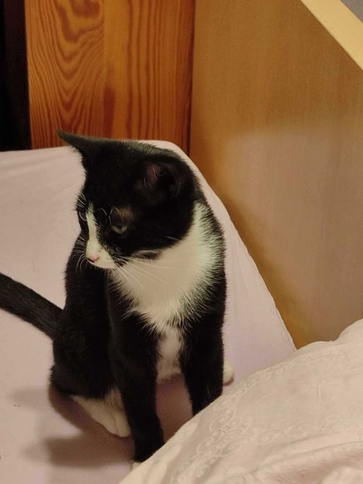 Kotek Lutek szuka swojego człowieka!