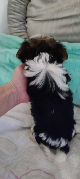 Yorkshire terrier biewer suczka