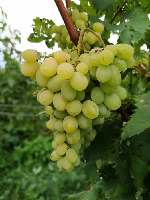 Sadzonki Winorośli - Odmiany Deserowe i Przerobowe