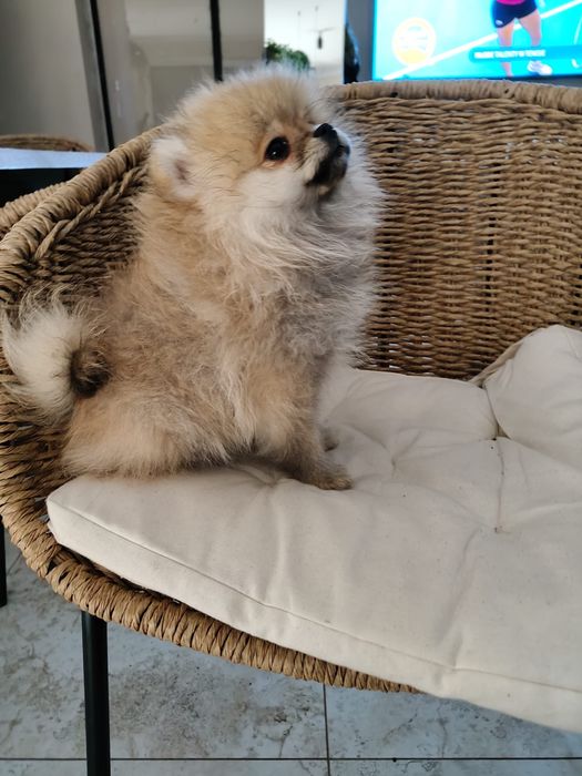 Pomeranian szpic miniaturowy suka kremowo-szaro-biała (sable) Anielka