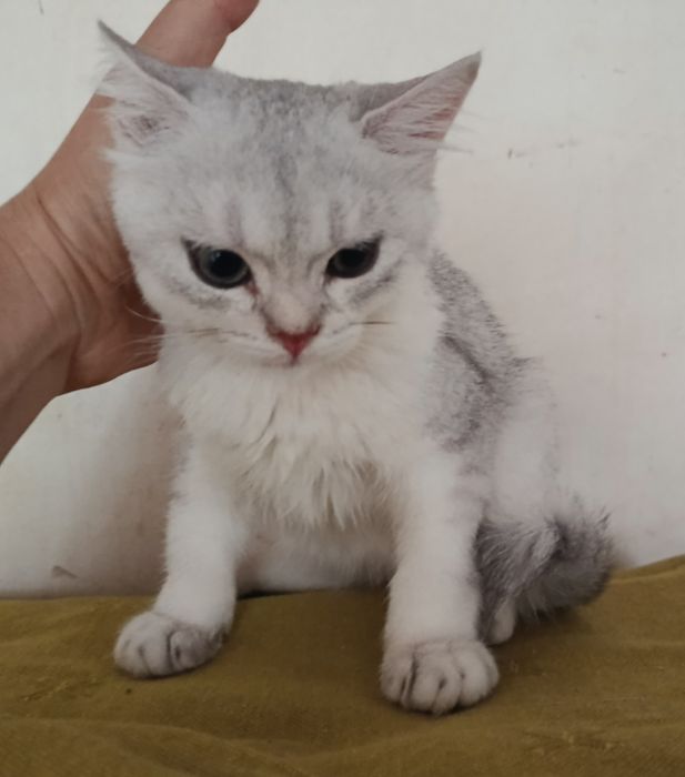 Срібляста шиншила кошеня хлопчик котик британський