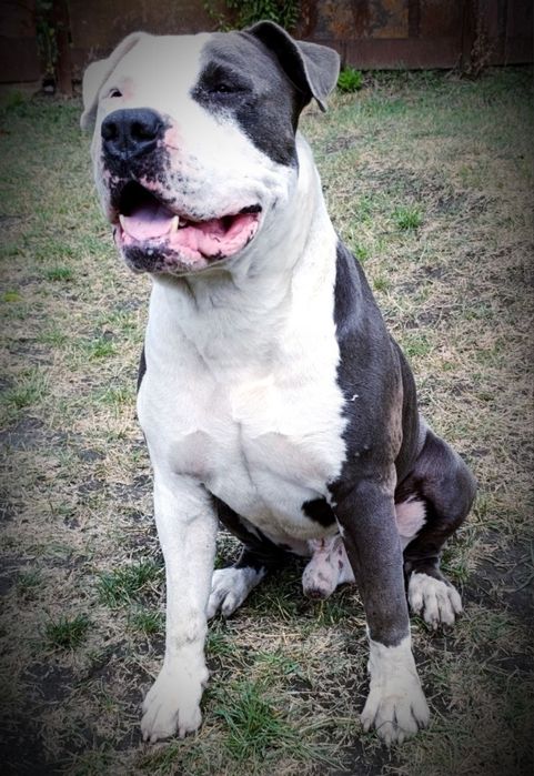 Вʼязка Амстафф блакитний