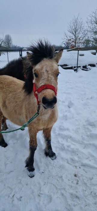 Kucyk ogier 8 miesięcy