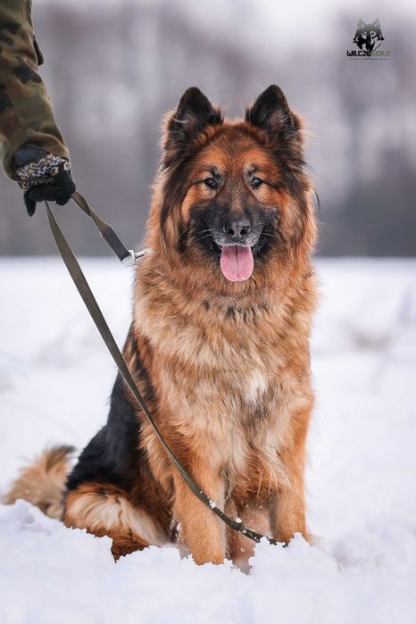 Rocky , około 5 letni owczarek do adopcji z fundacji